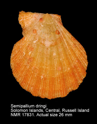 Semipallium dringi.jpg - Semipallium dringi(Reeve,1853)